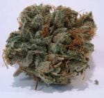 707 Headband Regular Seeds - 12-BCBD-707-REG-12