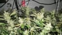 BC Rockstar Regular Seeds - 12-BCBD-RSTAR-REG-12