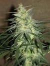 BC Mango Regular Seeds - 12-BCBD-MANGO-REG-12