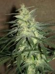 BC Mango Regular Seeds - 12-BCBD-MANGO-REG-12