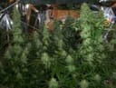 BC Mango Regular Seeds - 12-BCBD-MANGO-REG-12