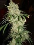 BC Mango Regular Seeds - 12-BCBD-MANGO-REG-12