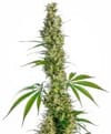 Eagle Bill Regular Seeds - 10-SEN-EB-10