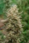 Top Gun Auto Feminised Seeds-ATL-TOP-AUTO-FEM