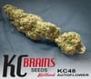KC 48 Auto Feminised Seeds - 5-KC-SKCF050027-F5