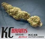 KC 48 Auto Feminised Seeds - 5-KC-SKCF050027-F5