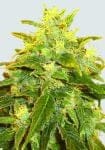 Pure Power Plant Regular Seeds - 10-NV-PPP-REG
