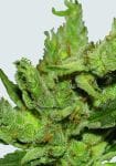 Amnesia Haze Regular Seeds - 10 (formerly Haze #1)-NV-HAZ-1-REG