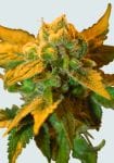 Raspberry Cough Regular Seeds - 10-NV-RC-REG