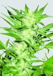 Swiss Cheese Regular Seeds - 10-NV-SC-REG