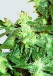 Lemon OG Haze Feminised Seeds - 5-NV-LOGHAZE