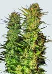 Lithium OG Kush Feminised Seeds - 5-NV-LOGKU