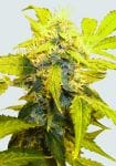 Misty Kush Feminised Seeds - 5-NV-MISKU