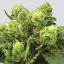 Big Bud Feminized Seeds - 5-NV-P-99-BB