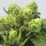 Big Bud феминизирани семена - 5-NV-P-99-BB