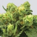 Big Bud Feminized Seeds - 5-NV-P-99-BB