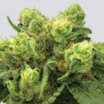 Big Bud Feminizowane Nasiona - 5-NV-P-99-BB