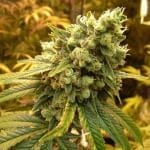 Sour Diesel Feminizované Semena - 5-NV-SSD