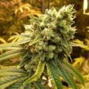 Sour Diesel Feminisiert Samen - 5-NV-SSD