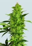 Sour Diesel Feminisiert Samen - 5-NV-SSD