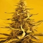 White Widow Auto Feminised Seeds - 5-NV-WWA