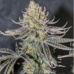 Space Monkey Regular Seeds - 11-BODH-SPMON-REG