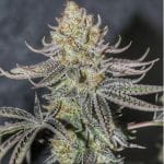 Space Monkey Regular Seeds - 11-BODH-SPMON-REG