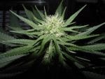 Sweet God Feminised Seeds - 6-BCBD-SWGOD-FEM-6