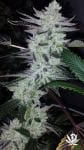 Delinquent OG Feminised Seeds - 5-BCBD-SCOR-DOG-FEM-5