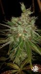 Garlic Cheese Feminised Seeds - 5-BCBD-SCOR-GC-FEM-5
