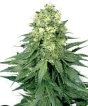 White Widow Regular Seeds - 10-WHITE-WW-REG-10