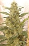 White Widow Regular Seeds - 10-WHITE-WW-REG-10