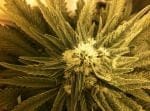 White Widow Regular Seeds - 10-WHITE-WW-REG-10