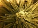 White Widow Regular Seeds - 10-WHITE-WW-REG-10