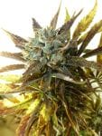 Chazy Auto Feminised Seeds - 3-FLSH-CHZY-F3
