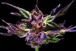 Ken's Original GDP (Grand Daddy Purple) Feminised Seeds - 5-GDP-GDP-FEM-5