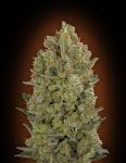 Female Collection #3 Feminised Seeds - 6-00S-FEM-MIX3