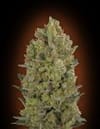 Female Collection #3 Feminised Seeds - 6-00S-FEM-MIX3
