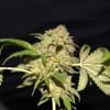 LA Fire Feminised Seeds - 5-PF-007-F5