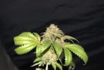 LA Fire Feminised Seeds - 5-PF-007-F5