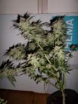 LA Fire Feminised Seeds - 5-PF-007-F5