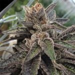 501st. OG Regular Seeds - 12-RD-025