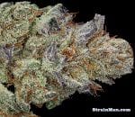 501st. OG Regular Seeds - 12-RD-025