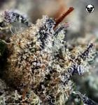 501st. OG Regular Seeds - 12-RD-025