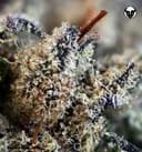 501st. OG Regular Seeds - 12-RD-025