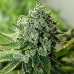 Buford OG Regular Seeds - 12-RD-046