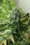 Buford OG Regular Seeds - 12-RD-046