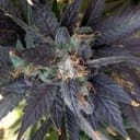 Grape Ox Regular Seeds - 12-RD-041