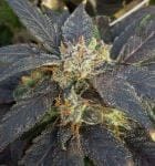 Grape Ox Regular Seeds - 12-RD-041