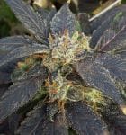 Grape Ox Regular Seeds - 12-RD-041